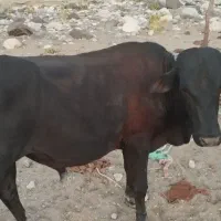 گوساله نر۲ ساله