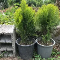 کامیس سبز فشرده سطل ۱۰