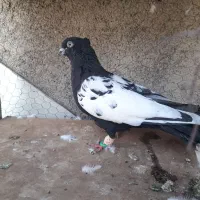 ۱۵تا کفتر یا کبوتر دانه ۱۵۰ت