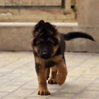 سگ های ژرمن توله و بالغ