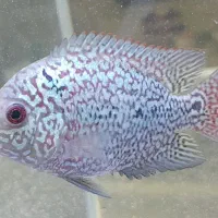 ماهی فلاور ۴ بندی