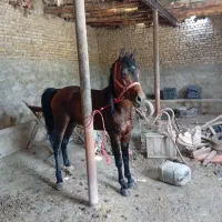 اسب نریان درشوره