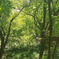 زمین-سند-ششدانگ-تک-برگ-مجوز-چهار-طبقه