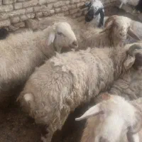 بره نر|حیوانات مزرعه|اصفهان, کوی امام|دیوار