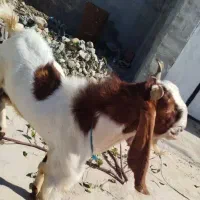 فروش پازن گلابی درجه یک