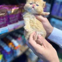 بچه گربه پرشین کت
