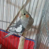 عروس هلندی نر ۴ماهه