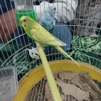 فروش دوعدد مرغ عشق