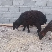 دوعدد بره  کاشمر|حیوانات مزرعه|مشهد, ده دی|دیوار