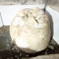 ماست پوست