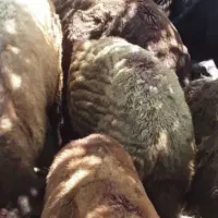 گوسفند ماده ۳ عدد