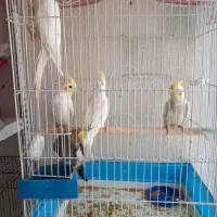 عروس هلندی و مرغ عشق