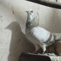 کفتر سرور آتشی