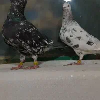 سارسرور