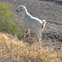 بزنزارچاق