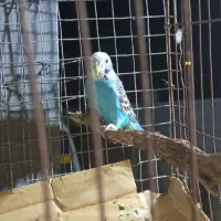 مرغ عشق معاوضه