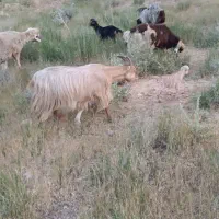 میش بره دار