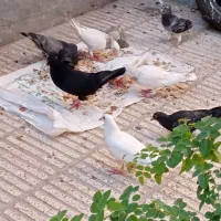 کبوتر
