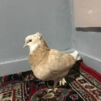 کبوتر ماده زرد