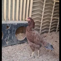 یک عدد مرغ لاری اصیل از نصل بچه مهندس