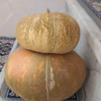 کدو حلوایی تازه و خوش‌طعم