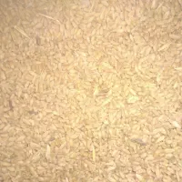 گندم