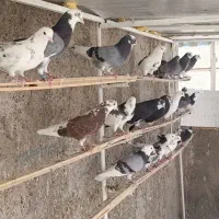 ۲۰ جفت ابلغ پرشی