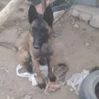 سگ مالینیوز