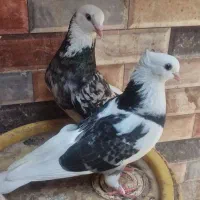 شازده|پرنده|رودان, |دیوار