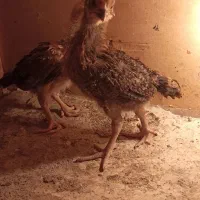 جوجه لاری یکماهه