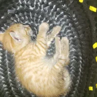 بچه گربه