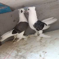 قرعه کشی کبوتر