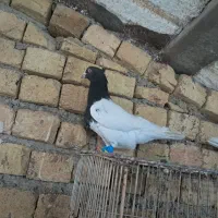 کله ای نر ماده