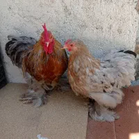 مرغ و خروس کوشین نژاد خالص