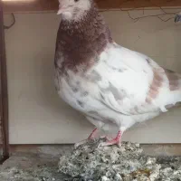 ماده سرور عالی پرشی نوک کوتا