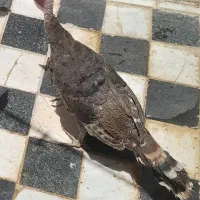 بوقلمون نر و ماده
