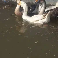 چهار عدد قوغاز