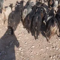 بز ایلاقی چاق