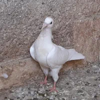 فروش فروی