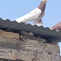 کفتر