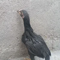 جوجه لاری اصل افغان