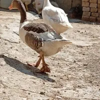 غاز دو جفت نرو ماده