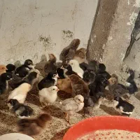 جوجه 1 روزه