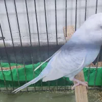 مرغ عشق نر مست