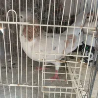 کفتر هفت رنگ