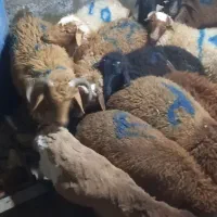 بره نر  شیر مست