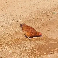 ۲ عدد مرغ جوان یکساله