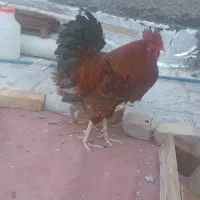 نیمچه مرغ و خروس محلی