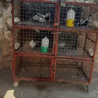 پنج جفت تهرانی نازار و جفت کنی