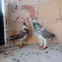 کفتر .پرنده